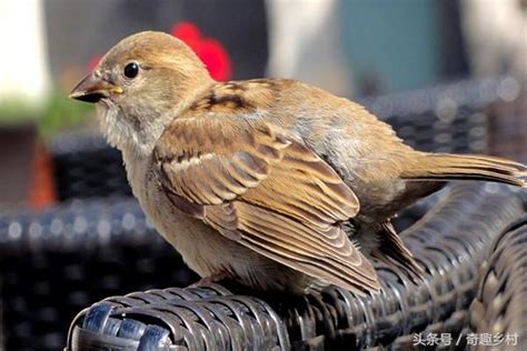 麻雀死在陽台|麻雀是保護動物嗎？麻雀飛進家裡預示什麼？屋檐下麻。